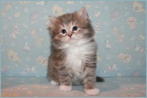 Male Siberian Kitten from Deedlebug Siberians